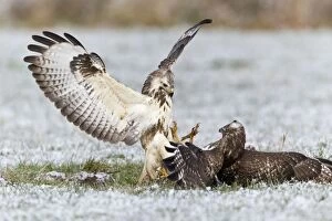 Common Buzzard - two fighting over food in winter