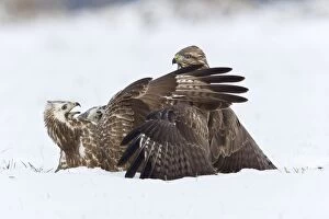 Images Dated 2nd December 2010: Common Buzzard - two fighting over food in winter - Lower Saxony - Germany