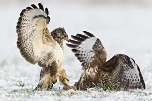 Buzzards Prints: Common Buzzard - two fighting over food in winter - Lower Saxony - Germany