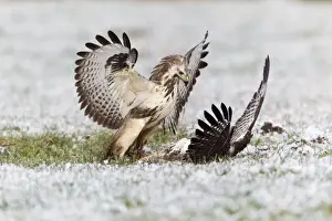 Common Buzzard - two fighting over food in winter - Lower Saxony - Germany