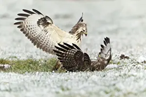 Common Buzzard - two fighting over food in winter - Lower Saxony - Germany