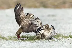Common Buzzard - two fighting over food in winter - Lower Saxony - Germany