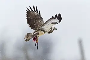 Buzzards Prints: Common Buzzard - in flight with carrion in talons - Lower Saxony - Germany