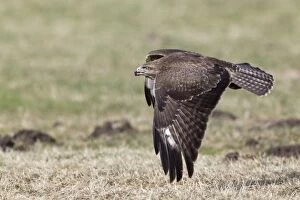 Buteo Gallery: Common Buzzard - in flight over field