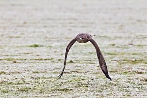 Buteo Gallery: Common Buzzard - in flight over frosty field