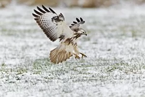 Common Buzzard - in flight - about to land on snow covered field