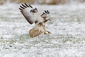 Common Buzzard - in flight - about to land on snow covered field Common Buzzard - in flight - about to land on snow covered field