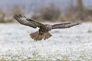 Images Dated 28th November 2010: Common Buzzard - in flight over snow covered field - Lower Saxony - Germany