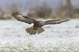 Common Buzzard - in flight over snow covered field - Lower Saxony - Germany