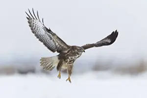 Buzzards Prints: Common Buzzard - in flight over snow covered landscape - Lower Saxony - Germany
