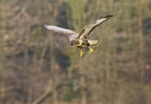 Buteo Gallery: Common Buzzard - in flight by woodland