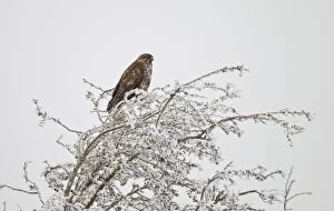 Common Buzzard - on frost covered branch