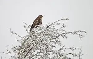 Buzzards Prints: Common Buzzard - on frost covered branch - Oxon - December