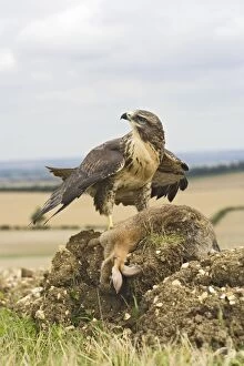 Images Dated 16th August 2008: Common buzzard - on kill