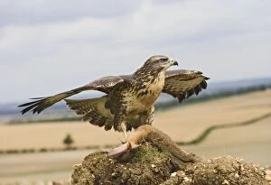 Common buzzard - on kill