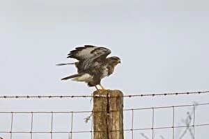 Images Dated 2nd December 2010: Common Buzzard - landing on fence post - controlled conditions 11553