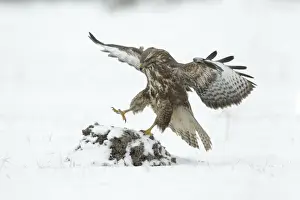 Buzzards Prints: Common Buzzard - landing on molehill in snow covered field - Lower Saxony - Germany