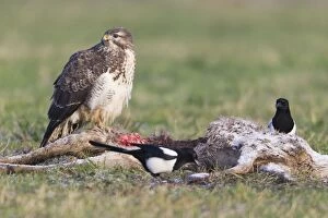Images Dated 26th November 2010: Common Buzzard - with Magpie (Pica pica) - feeding