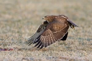 Buteo Gallery: Common Buzzard - in take off flight from field