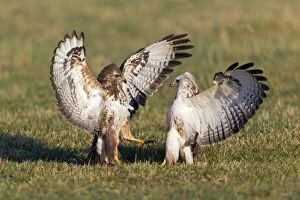 Buteo Gallery: Common Buzzard - pair on field fighting over carrion