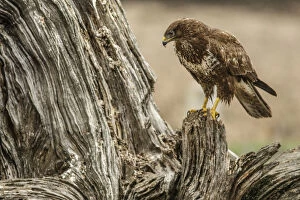 Accipitridae Gallery: Common Buzzard - perched on a trunk - Castile