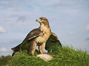 Images Dated 4th August 2008: Common buzzard with prey Bedfordshire UK