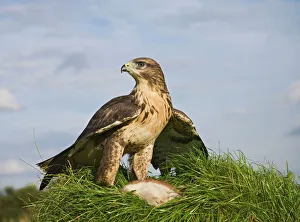 Raptors Collection: Common buzzard with prey Bedfordshire UK