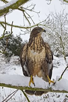 Images Dated 22nd December 2010: Common Buzzard - on snow covered branch