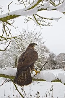 Images Dated 22nd December 2010: Common Buzzard - on snow covered branch - controlled conditions 11558