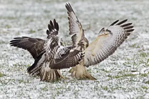 Buzzards Prints: Common Buzzard - three squabbling over food in winter - Lower Saxony - Germany