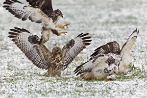 Common Buzzard - four squabbling over food in winter - Lower Saxony - Germany