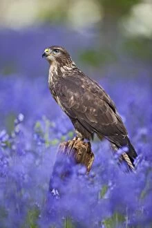 Images Dated 2nd May 2010: Common Buzzard - on stump in bluebell wood