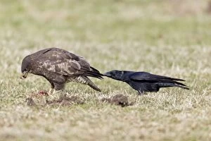 Crow Gallery: Common Buzzard - being teased by Carrion Crow (Corvus)