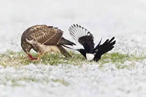Pulling Prints: Common Buzzard - being teased by a Magpie (Pica pica) - due to food envy in winter - Lower Saxony - Germany