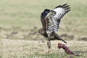 Common Buzzard - trying to take off with carrion in talons