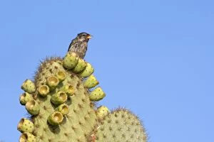 Images Dated 17th May 2008: Common Cactus-finch