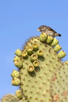 Images Dated 17th May 2008: Common Cactus-finch