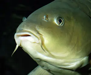 Freshwater Prints: Common Carp- European freshwaters