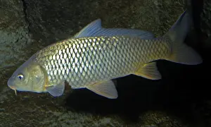 Carp Prints: Common Carp - Freshwaters Europe, but widely introduced