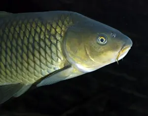 Common Carp, UK & European freshwaters. Widely introduced and also reared in fishponds for food