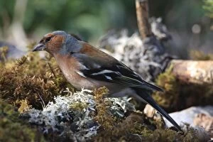 Images Dated 2nd March 2008: Common Chaffinch