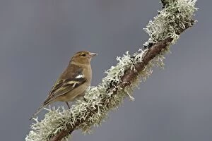 Images Dated 20th February 2008: COMMON CHAFFINCH