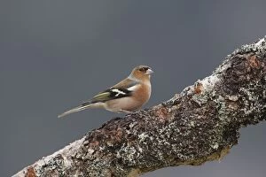 Images Dated 20th February 2008: COMMON CHAFFINCH
