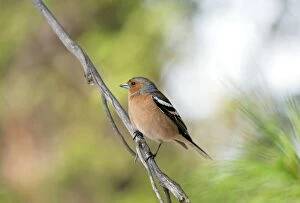 April Gallery: Common Chaffinch - adult male - territorial behaviour