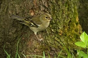 Common Chaffinch - female sitting on a root of