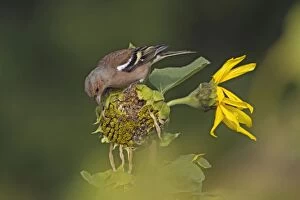 Images Dated 24th September 2012: Common Chaffinch male feeding on sunflower