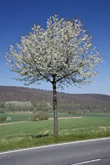 Roads Prints: Common Cherry Tree - flowering on roadside - Hessen - Germany