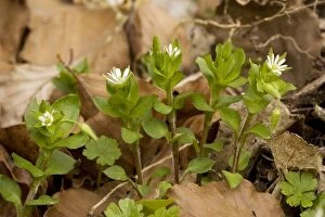 Images Dated 17th April 2006: Common chickweed
