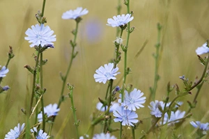 Images Dated 5th August 2011: Common Chicory Cichorium intybus Rainham Marshes RSPB Reserve Essex, UK PL002152