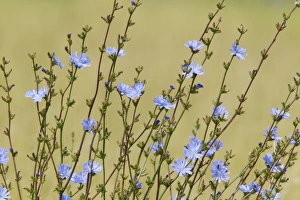 Images Dated 5th August 2011: Common Chicory Cichorium intybus Rainham Marshes RSPB Reserve Essex, UK PL002157